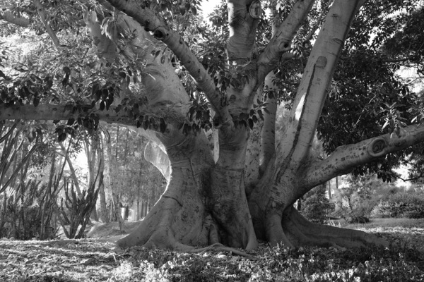 Moreton Bay Fig B-W - Cunningham