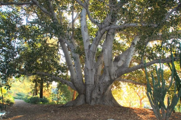 The Moreton Bay Fig Founders Tree on the grounds of the Mater Dolorosa Passionist Retreat Center in Sierra Madre, CA