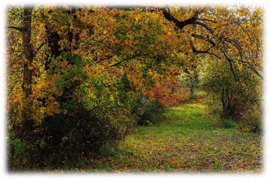 Wooded path surrounded by autumn trees, symbolizing the quiet journey of spiritual direction.